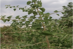 Clerodendrum phlomidis